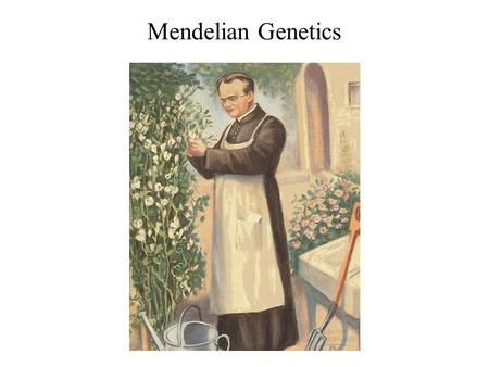 Mendelian Genetics. The laws of probability govern Mendelian inheritance Mendel’s laws of segregation and independent assortment reflect the rules of.