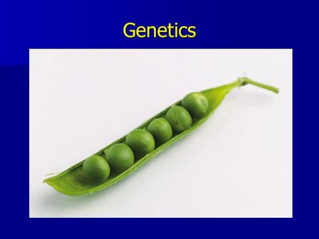 Genetics Dominant versus Recessive Traits Dominant traits can mask or cover up others. Dominant traits can mask or cover up others. Dominant traits are.