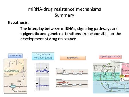 MiRNA-drug resistance mechanisms Summary Hypothesis: The interplay between miRNAs, signaling pathways and epigenetic and genetic alterations are responsible.