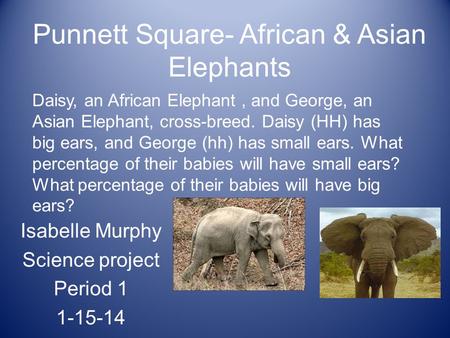 Punnett Square- African & Asian Elephants