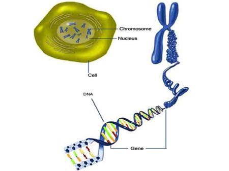 Chromosomes are made of DNA.