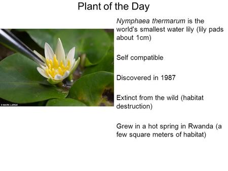 Nymphaea thermarum is the world's smallest water lily (lily pads about 1cm) Self compatible Discovered in 1987 Extinct from the wild (habitat destruction)