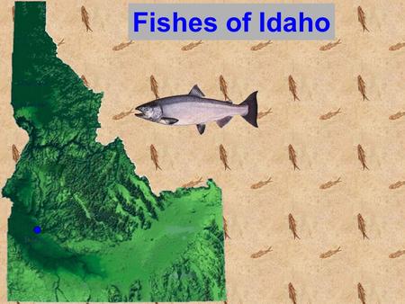 Fishes of Idaho. The Study of Fish = Ichthyology.