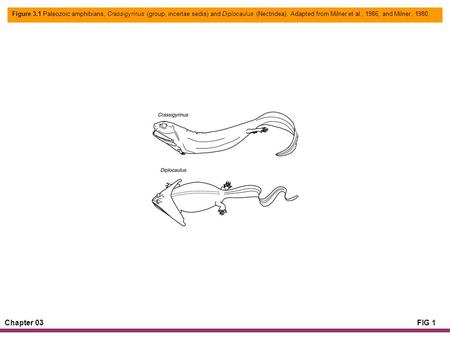 Chapter 03FIG 1 Figure 3.1 Paleozoic amphibians, Crassigyrinus (group, incertae sedis) and Diplocaulus (Nectridea). Adapted from Milner et al., 1986, and.