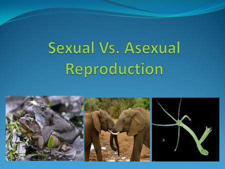 Why is reproduction important? Is a process that creates new offspring. DNA or genes are passed from one generation to the next. Reproduction helps populations.