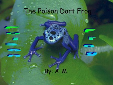 The Poison Dart Frog Poison Frog By: A. M..