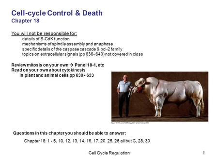 Cell Cycle Regulation1 Cell-cycle Control & Death Chapter 18 You will not be responsible for: details of S-CdK function mechanisms of spindle assembly.