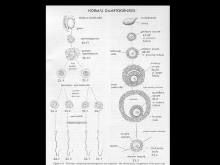 Seminiferous Tubules (human) Ovary (cat) Ovum (squirrel)