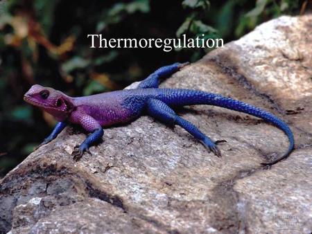 Thermoregulation.