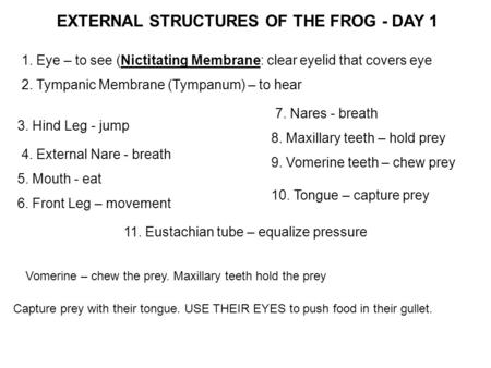 1. Eye – to see (Nictitating Membrane: clear eyelid that covers eye 2. Tympanic Membrane (Tympanum) – to hear 3. Hind Leg - jump 4. External Nare - breath.