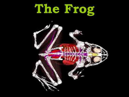 The Frog. Skeletal System Notice the names of the leg bones. –Same as ours! We will be looking at the bones as time permits at the end of the dissection.