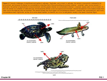 Chapter 06FIG 1 Figure 6.1 Osmotic challenges of amphibians and reptiles in saltwater, freshwater, and on land. In saltwater, the animal is hyposmotic.