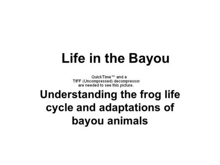 Life in the Bayou Understanding the frog life cycle and adaptations of bayou animals.