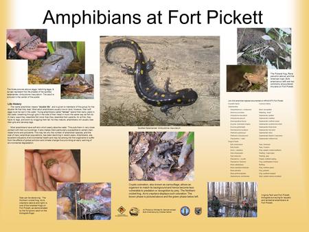 Amphibians at Fort Pickett Spotted Salamander Ambystoma maculatum The three pictures above (eggs, hatching eggs, & larvae) represent the life phases of.