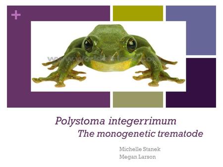 Polystoma integerrimum The monogenetic trematode