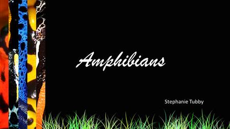 Amphibians Stephanie Tubby. Select a amphibian to learn about: Agalychnis callidryas Rhacophorus nigropalmatus Dendrobatidae Exit.