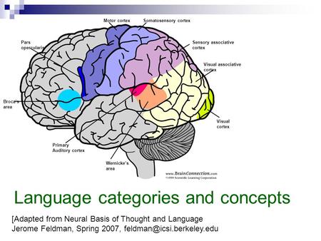 Broca’s area Pars opercularis Motor cortexSomatosensory cortex Sensory associative cortex Primary Auditory cortex Wernicke’s area Visual associative cortex.