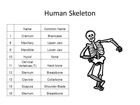 Human Skeleton NameCommon Name 1CraniumBraincase 8MaxillaryUpper Jaw 9MandibleLower Jaw 10HyoidNone 11 Cervical Vertebrae (7)Neck bone 12SternumBreastbone.