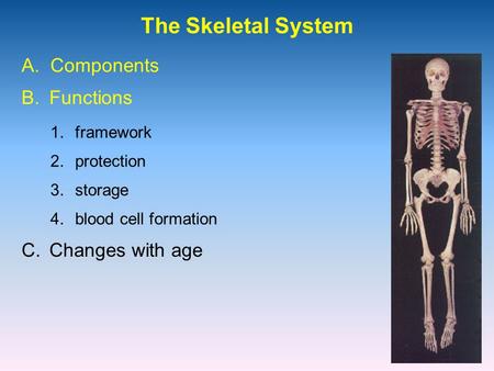 The Skeletal System 1.framework A. Components B.Functions 2.protection 3.storage 4.blood cell formation C.Changes with age.