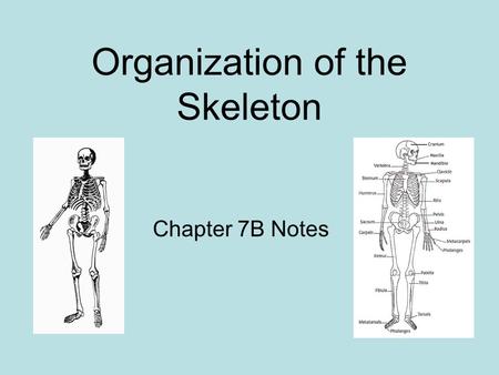 Organization of the Skeleton