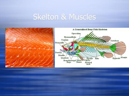 Skelton & Muscles. Hagfish  No true vertebrae - sheath of cartilage surrounding notochord  Few skull bones  No true vertebrae - sheath of cartilage.