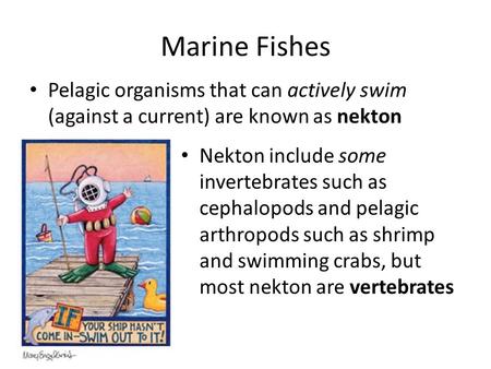 Marine Fishes Pelagic organisms that can actively swim (against a current) are known as nekton Nekton include some invertebrates such as cephalopods and.