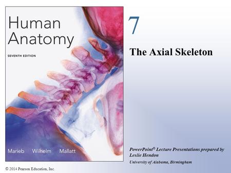 7 The Axial Skeleton.