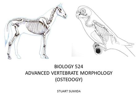 BIOLOGY 524 ADVANCED VERTEBRATE MORPHOLOGY (OSTEOOGY) STUART SUMIDA.