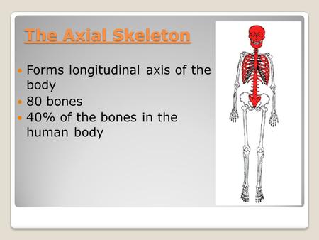 The Axial Skeleton Forms longitudinal axis of the body 80 bones