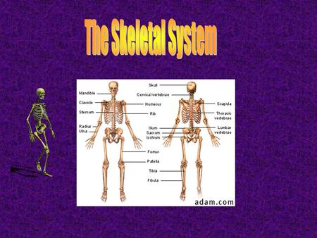 The Skeletal System.