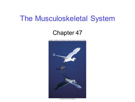 The Musculoskeletal System Chapter 47. 2 Types of Skeletal Systems Changes in movement occur because muscles pull against a support structure, called.