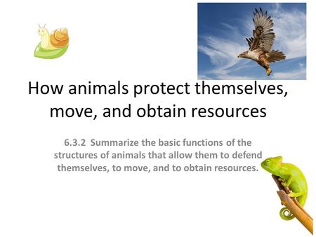 How animals protect themselves, move, and obtain resources