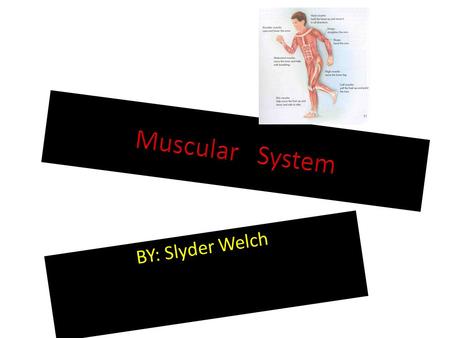 BY: Slyder Welch. Made up of? Important because? Holds organs in place. Holds the bones together, so that you can move. Helps you chew food. Pumps blood.