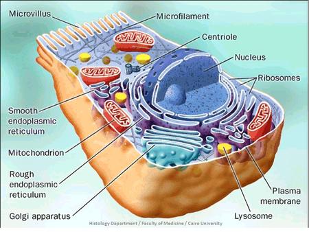 Histology Department / Faculty of Medicine / Cairo University