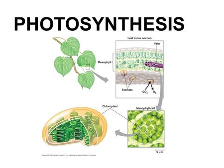 PHOTOSYNTHESIS.