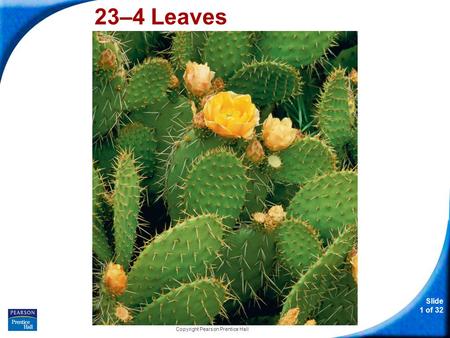 Slide 1 of 32 Copyright Pearson Prentice Hall 23–4 Leaves.