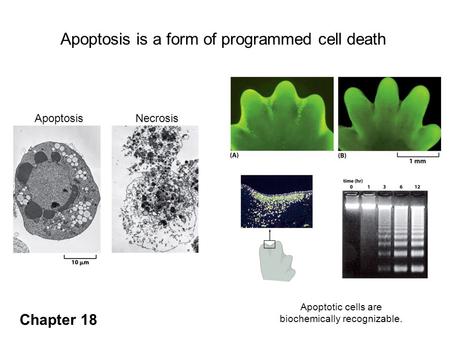 ApoptosisNecrosis Apoptosis is a form of programmed cell death Apoptosis is responsible for the formation of digits in the developing mouse paw. Apoptotic.