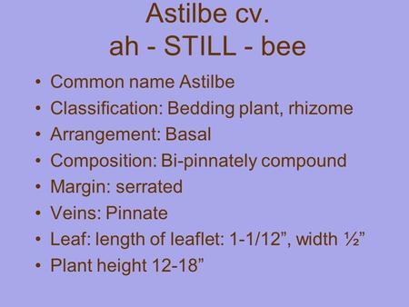 Astilbe cv. ah - STILL - bee Common name Astilbe Classification: Bedding plant, rhizome Arrangement: Basal Composition: Bi-pinnately compound Margin: serrated.