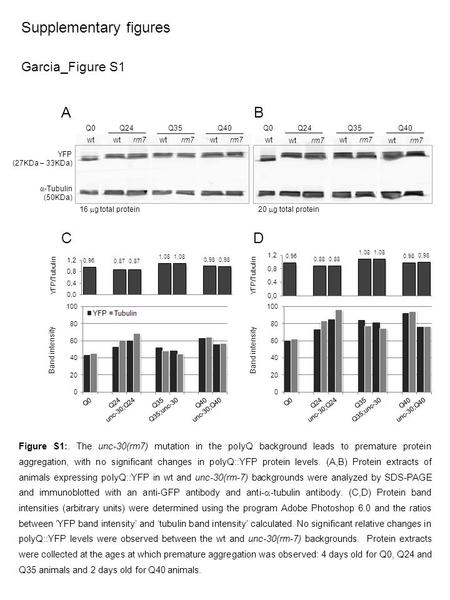 Garcia_Figure S1 Supplementary figures wt rm7 16  g total protein 20  g total protein YFP (27KDa – 33KDa)  -Tubulin (50KDa) Q0Q24 Q40Q35 wt wt rm7 wt.