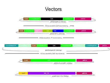 N-end(50bp)GFPC-end(50bp)GFPpMOD4FLAGrpsLTetAompF pMOD4 RT-G (4615 bp) pMOD4 GFP FLAG pMOD4-FLAG-GFP ( 4029bp) N-end(50bp)GFPC-end(50bp)GFPFLAGGalkN-end(50bp)CTAPN-end(50bp)NTAPC-end(50bp)