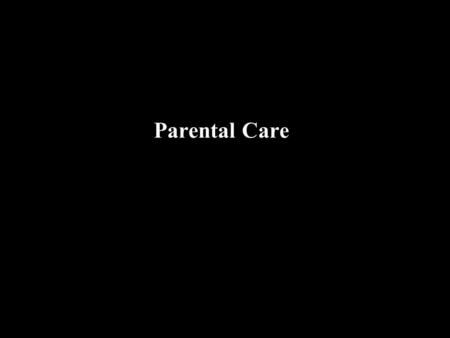 Parental Care. So far … Mates have been secured Rules of the particular mating system have been exercised Offspring to care for What are the behavioural.