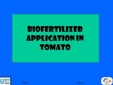 BIOFERTILIZER aPPLICATION IN TOMATO