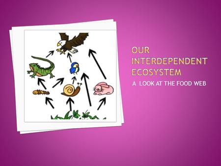 Our Interdependent Ecosystem