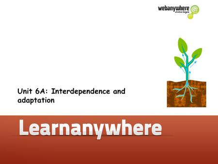 Unit 6A: Interdependence and adaptation. What does a plant need to grow well? Do you think they have been in different environments? Why do you think.