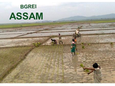 BGREI ASSAM.