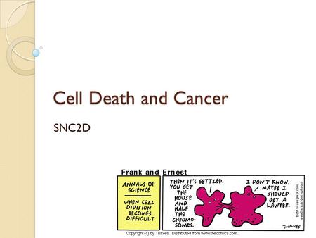 Cell Death and Cancer SNC2D. First a bit more cell division… How do prokaryotes divide? Do all eukaryotes divide their cells using mitosis? Do all cells.