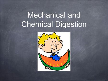 Mechanical and Chemical Digestion