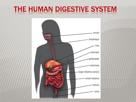  When you eat foods - such as bread, meat, and vegetables - they are not in a form that the body can use as nourishment.  Food and drink consumed must.