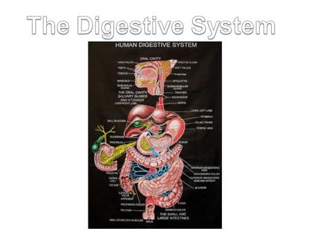 The Digestive System.