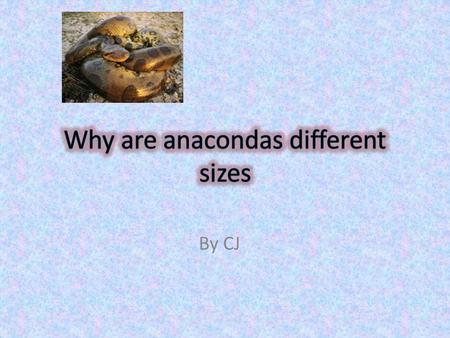 By CJ Anaconda Anacondas make their home in the Amazon jungles of South America and are part of the Boa Constrictor family. Anacondas live near rivers,